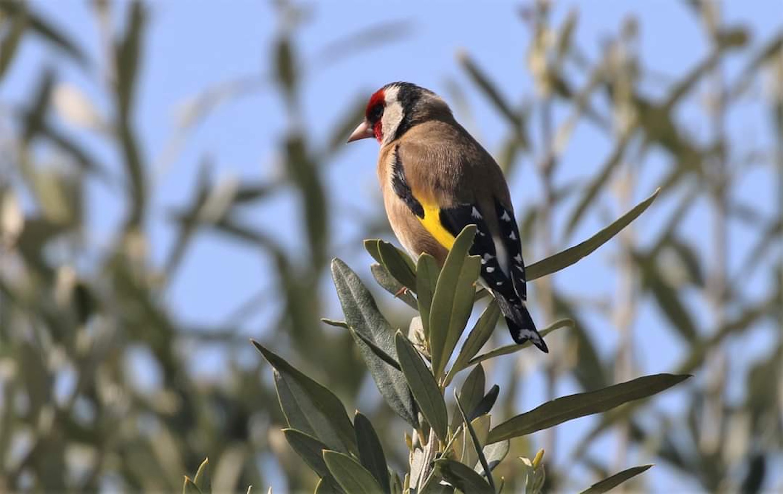 Gold Finch In Garden
